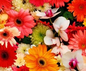 Ursus fotókarton, 50x70cm, 300g/m2, színes virágok