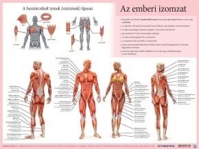 Stiefel könyöklő, Az emberi vázizomzat / érzékszervek A3 duo