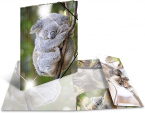 Herma gumis mappa A4, PP, fényes, koala