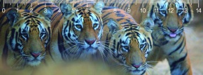 Mapcards 3D vonalzó 14cm, bengáli tigrisek