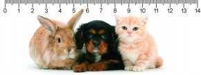 Mapcards 3D vonalzó 14cm, A trió, kölyök kutya, nyuszi, cica