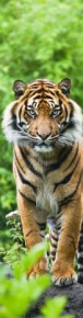 Mapcards 3D könyvjelző (21x5,5 cm) bengáli tigris