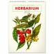 Reálszisztéma Falinaptár Vintage Posters - Herbarium 33 × 46 cm (2025)